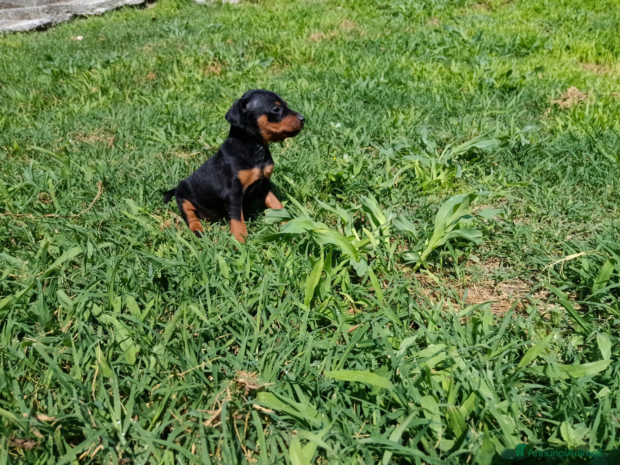 Pinscher Miniatura cani Pinscher Nano femmina - Annuncio 1