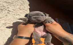 Bulldog Francese cani in vendita: Bulldog francese  a Città metropolitana di Palermo - Immagine 15