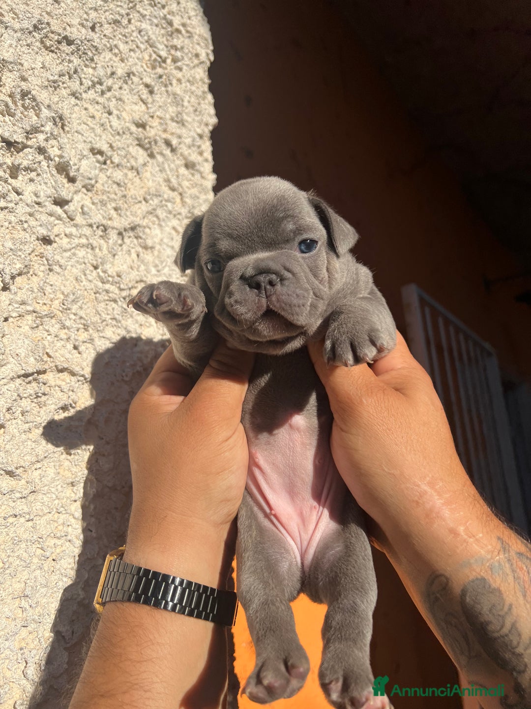 Bulldog Francese cani in vendita: Bulldog francese  a Città metropolitana di Palermo - Immagine 15