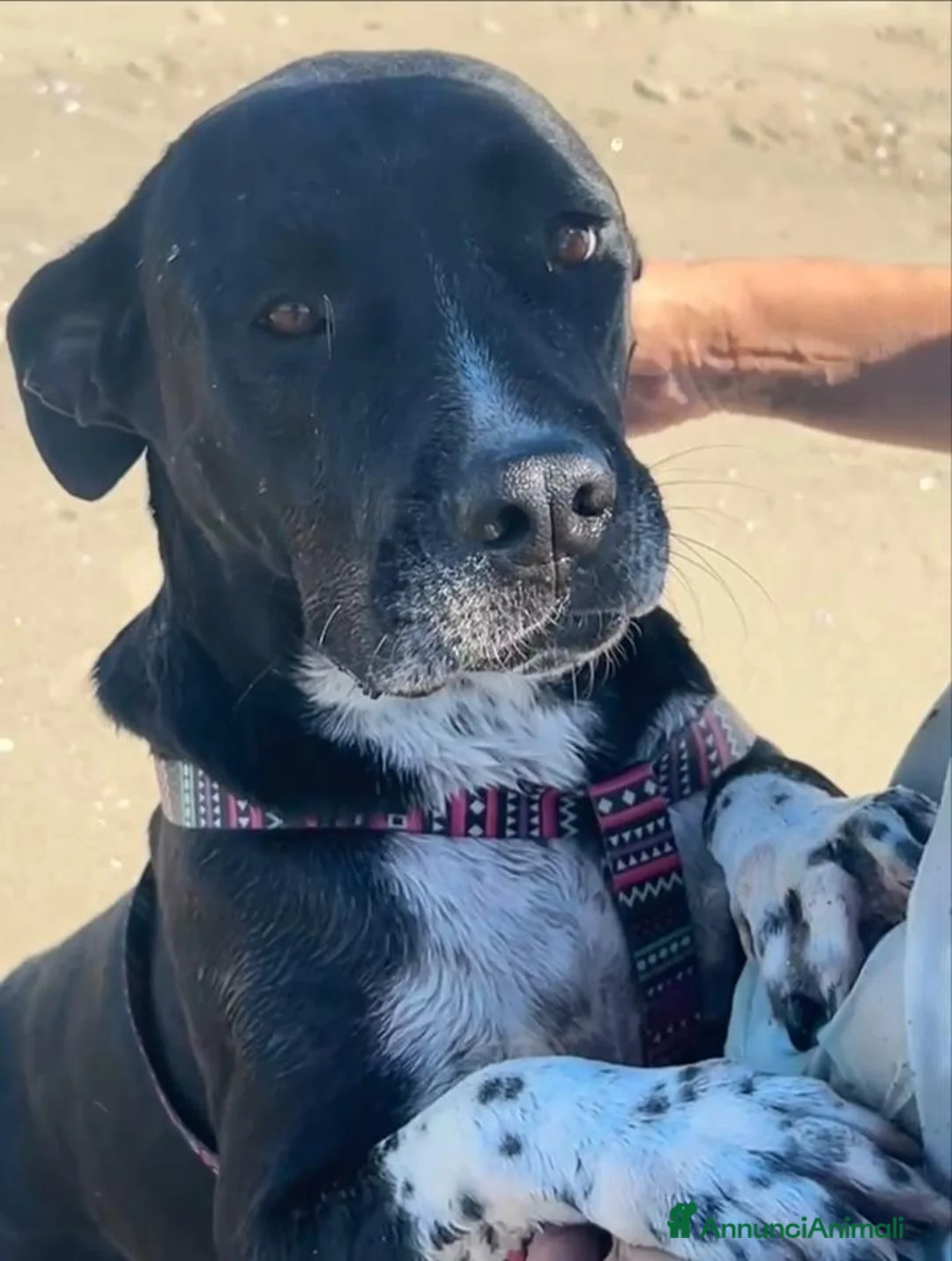 Meticcio cani in regalo: Sasha: giovane mix Amstaff. Adozione o stallo  - Annuncio 1