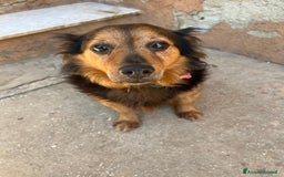 Meticcio cani in regalo: Snoopy, 10 anni a Provincia di Bergamo - Immagine 4