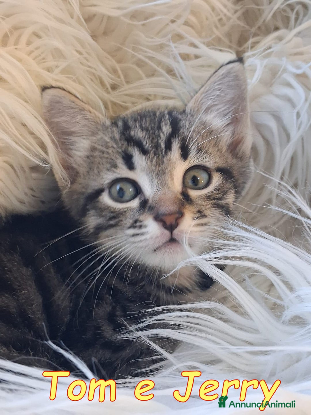 Europeo gatti in regalo: JERRY E TOM GATTIN ADORABILI - Annuncio 3