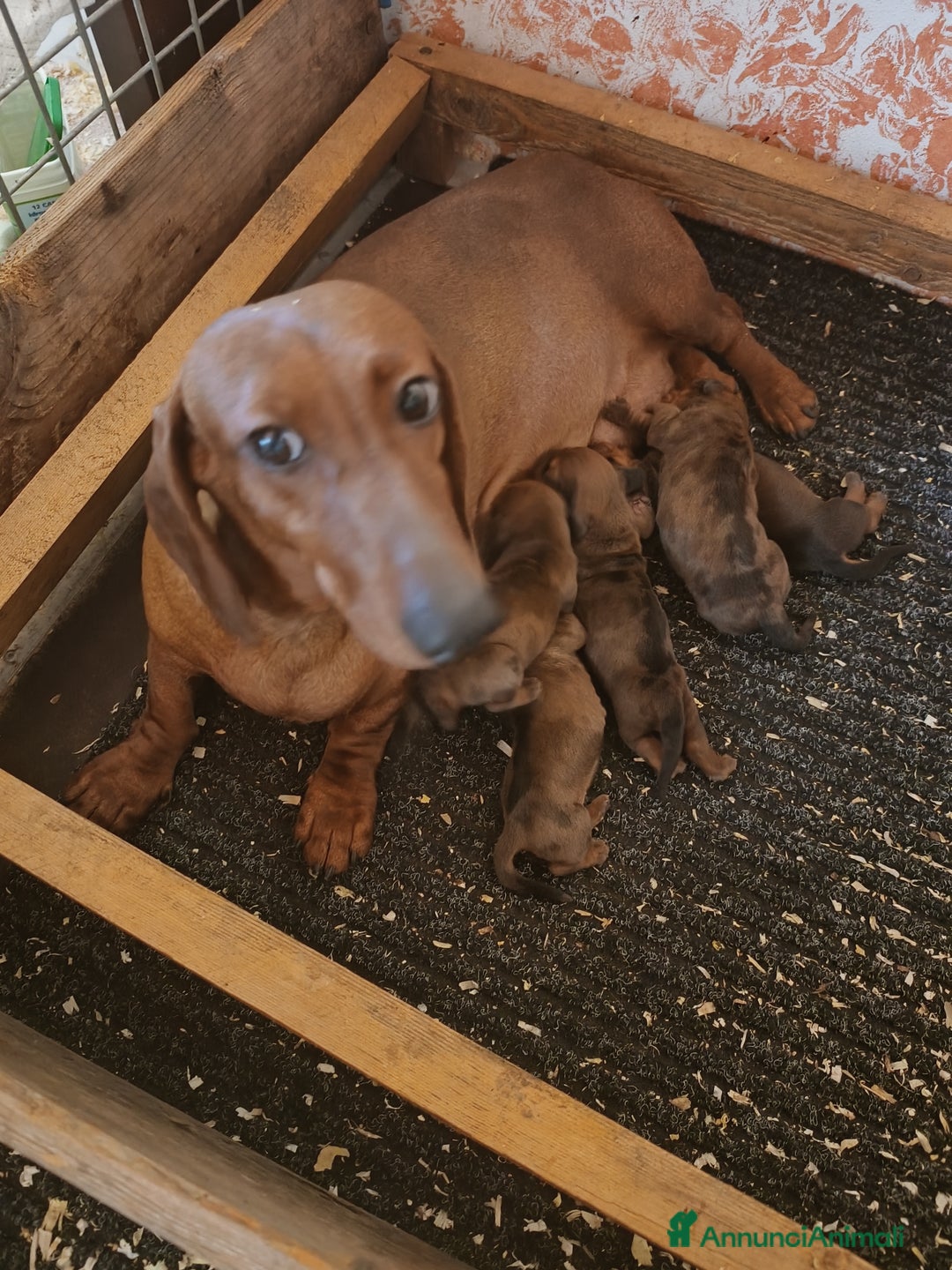 Bassotto cani in vendita: BASSOTTO TEDESCO PELO CORTO  - Annuncio 4