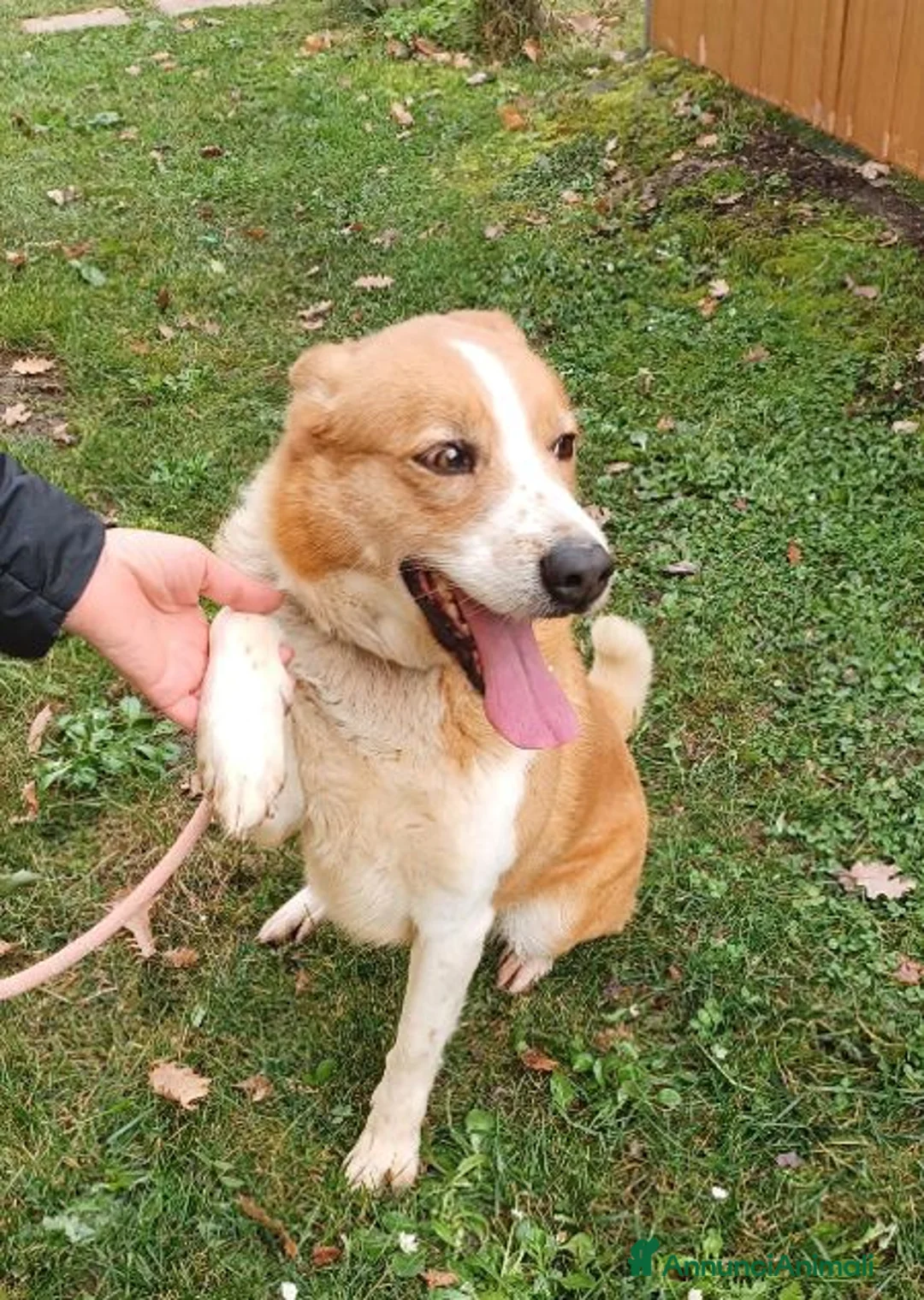 Altre razze cani in regalo: CANNELLA meravigliosa creatura - Annuncio 6