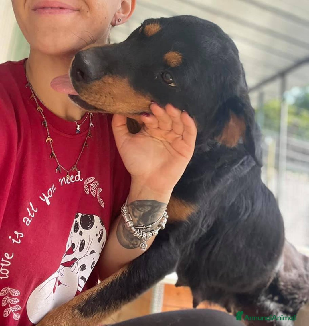 Rottweiler cani in regalo: GUENDY, dolcissima mix ROTT sfortunata - Annuncio 3