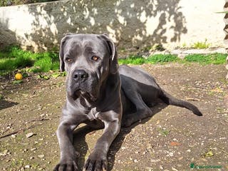 Cane Corso cani Cane Corso - Annuncio 1