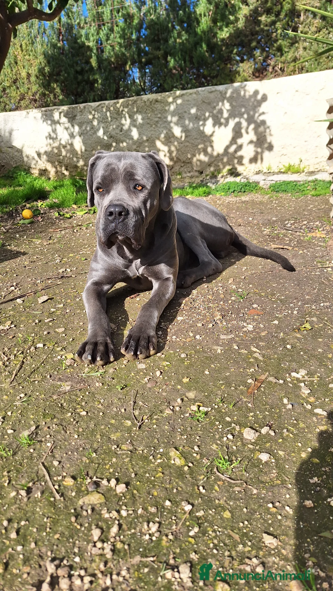Cane Corso cani in vendita: Cane Corso - Annuncio 2
