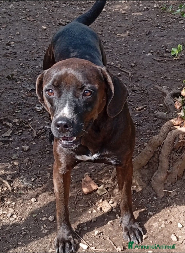 Meticcio cani Ciccia mix Labrador marrone 4/5anni,in canile SUD - Annuncio 2