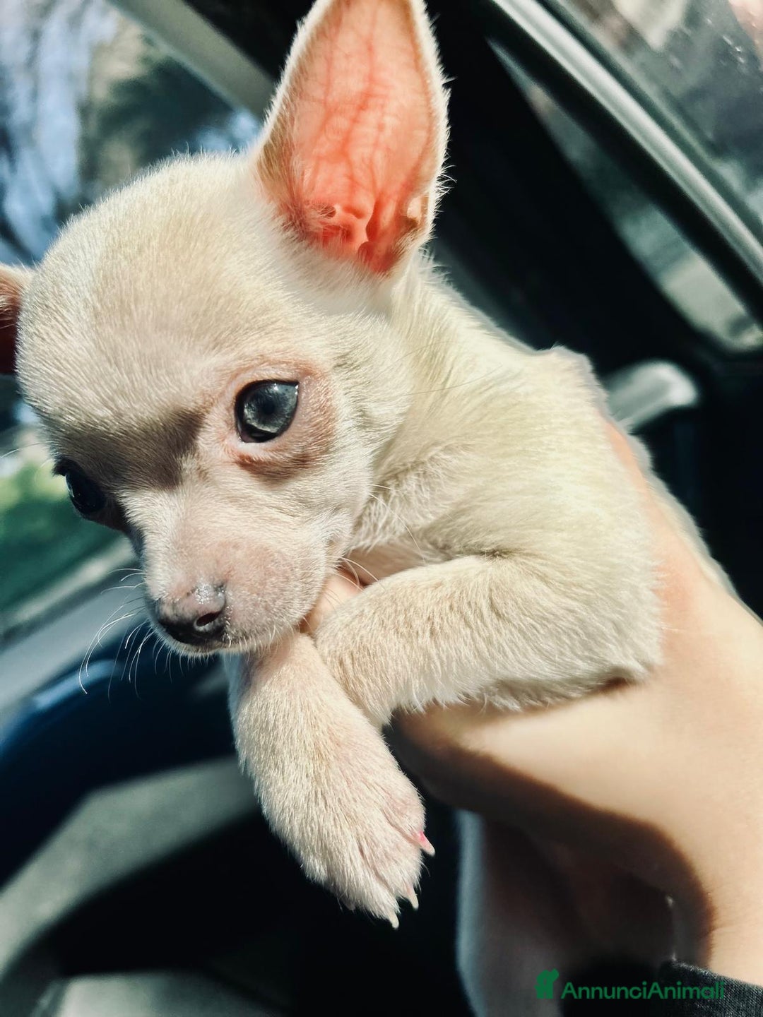 Chihuahua cani per accoppiamento: Chihuahua toy per monta 250€ - Annuncio 3