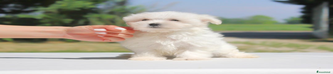 Maltese Cucciolo 5