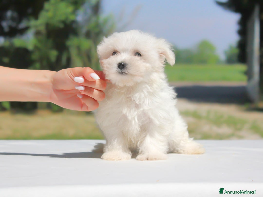 Maltese cani in vendita: Cuccioli di Maltese a Provincia di Pavia - Immagine 12