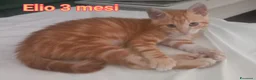 Altre razze gatti in regalo: GATTINI BISOGNOSI: URGENTI ADOZIONI  a Città Metropolitana di Bologna - Annuncio 3