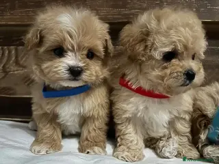Maltipoo cani Cuccioli di Maltipoo F1 - Annuncio 1