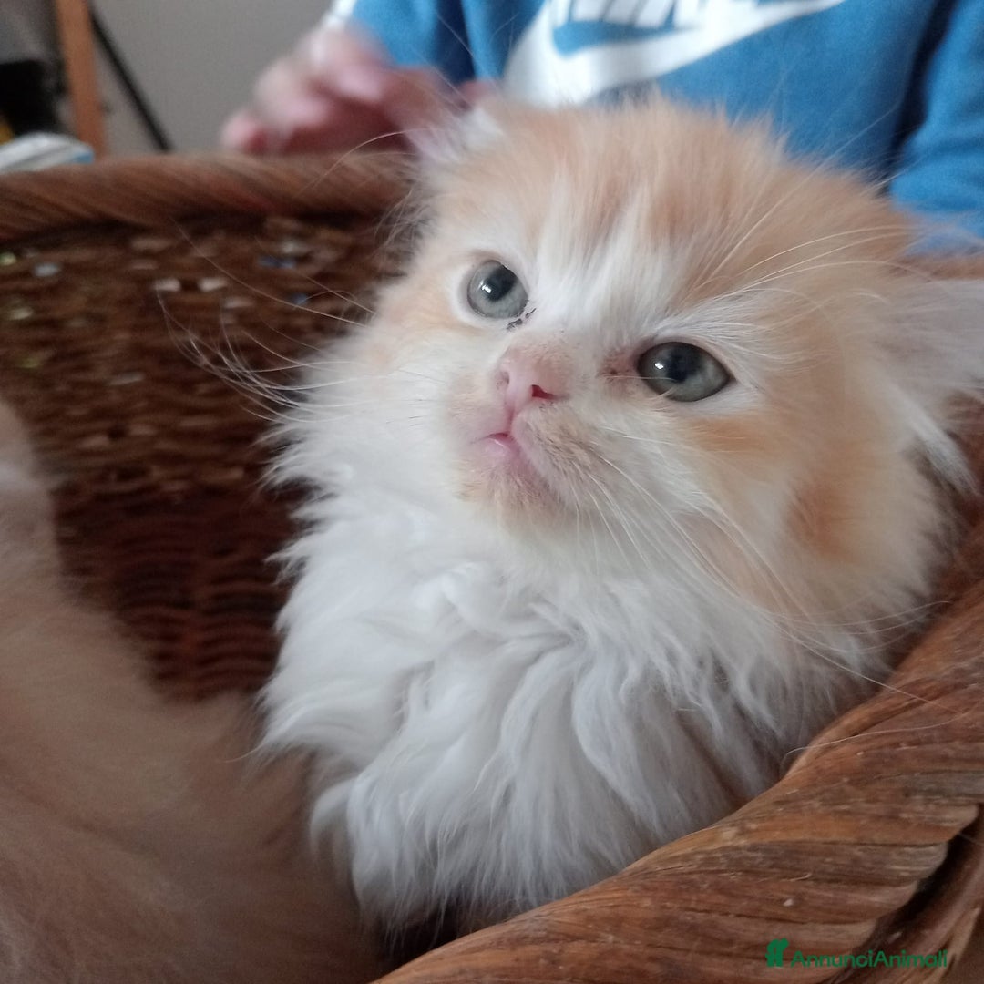 Persiano gatti in vendita: Gattini persiani normotipo  - Annuncio 27