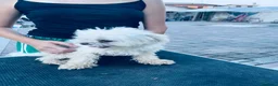 Maltese cani in vendita: Cuccioli di maltese con pedigree  a Provincia di Padova - Annuncio 10
