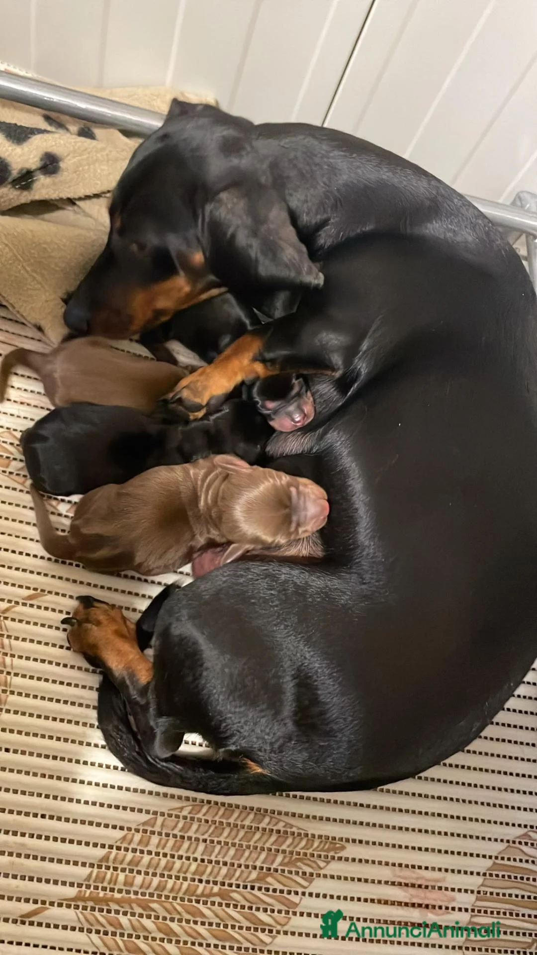 Bassotto Nano cani in vendita: Bassotti cuccioli  a Provincia di Taranto - Annuncio 5