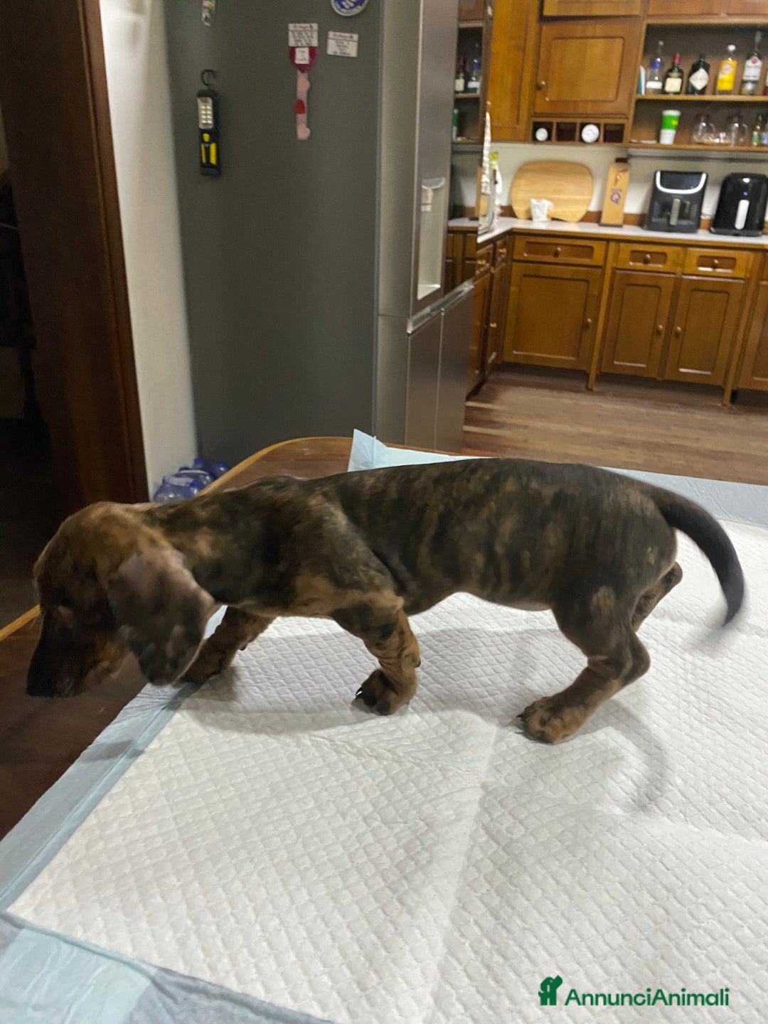 Bassotto cani in vendita: Cuccioli di Bassotto Arlecchino/Macchiati  a Provincia di Vicenza - Immagine 4