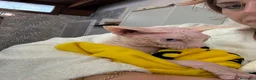 Sphynx gatti per accoppiamento: Milo cerca moglie !  - Annuncio 5