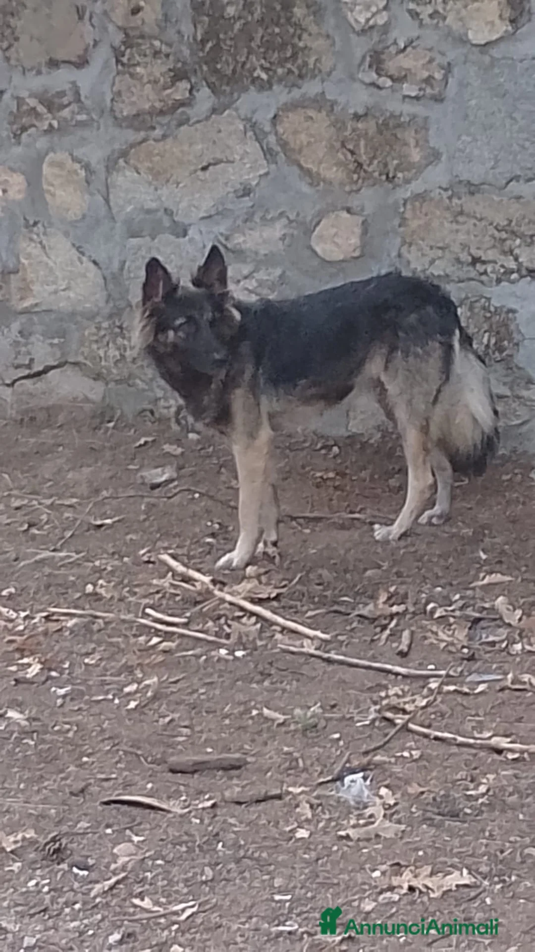 Meticcio cani in regalo: MERAVIGLIOSO ZORRO - Annuncio 2