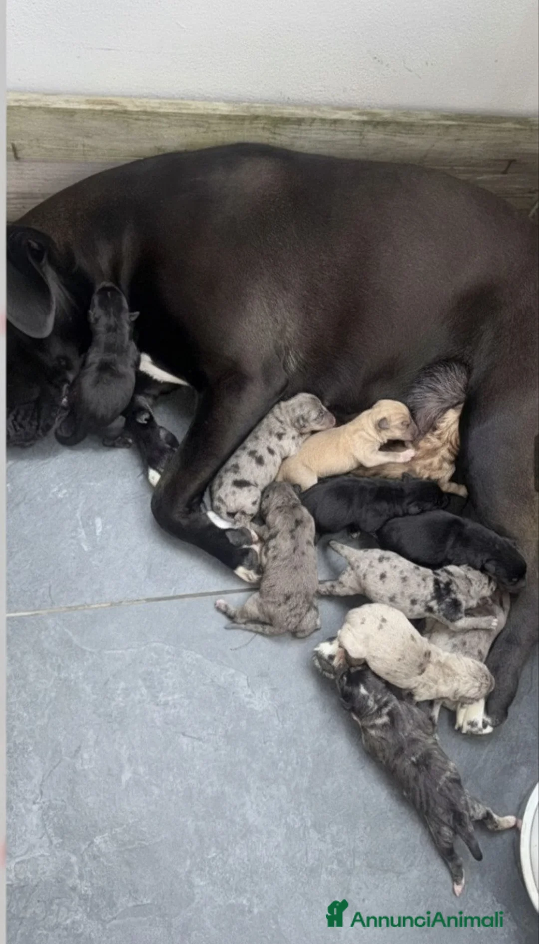 Meticcio cani in regalo: CUCCIOLI a Provincia di Brescia - Annuncio 2