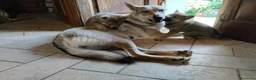 Lupo Cecoslovacco cani in vendita: Cuccioli lupo cecoslovacco  - Annuncio 3