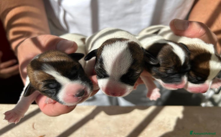 Jack Russell cani - Annuncio 2