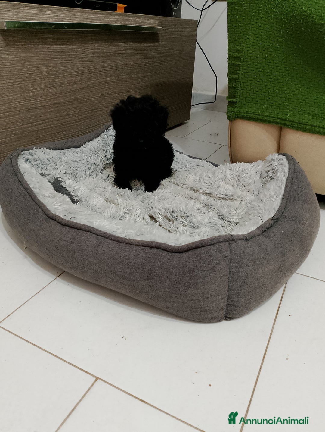 Barboncino cani in vendita: Barboncino nano - Annuncio 4