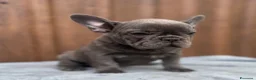 Bulldog Francese cani in vendita: Bulldog francese cuccioli - Annuncio 9