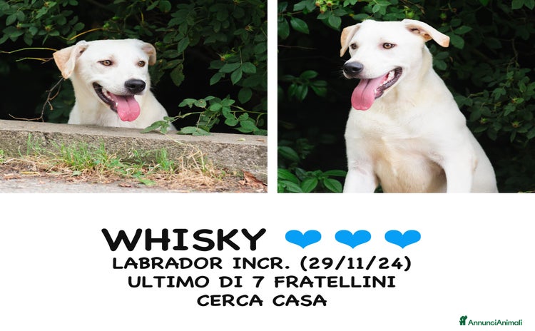 Altre razze cani a Provincia di Bergamo - Annuncio 12