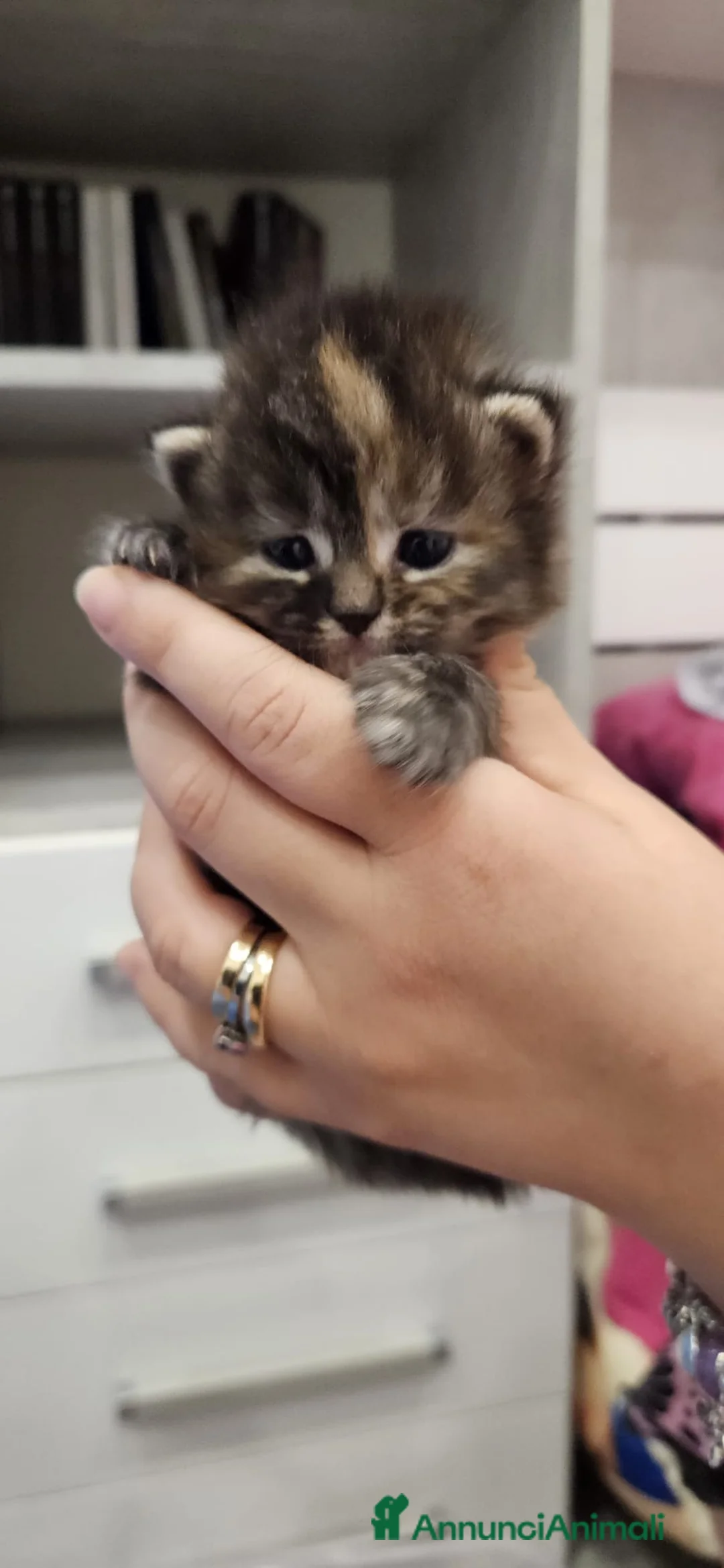 Persiano gatti in vendita: Cuccioli di gatto persi - Annuncio 2