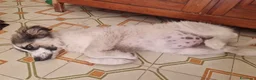 Bearded Collie cani in regalo: Maya 4 mesi di dolcezza  - Annuncio 3