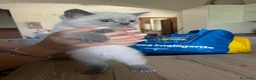 Scottish gatti in vendita: Gattine scottish straight point manto silver - Annuncio 4