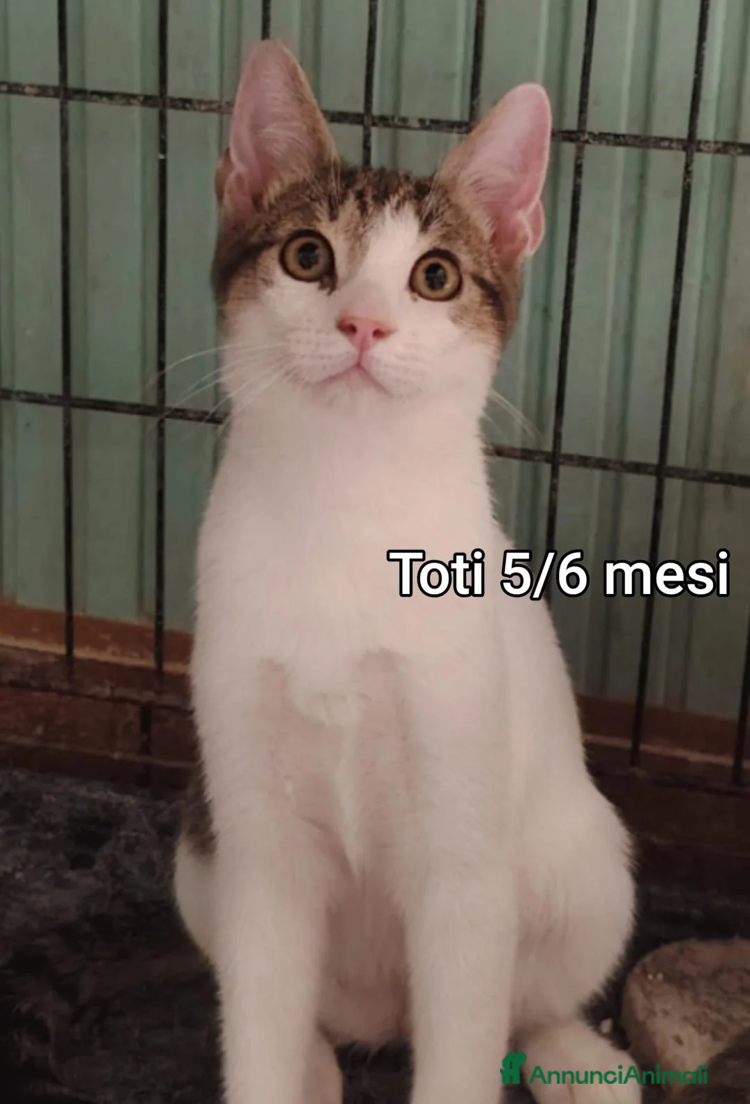Altre razze gatti in regalo: MICINI: URGENTE, TEMPO SCADUTO! a Provincia di Arezzo - Annuncio 2