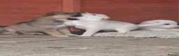 Meticcio cani in regalo: Cuccioli a Provincia di Asti - Annuncio 3