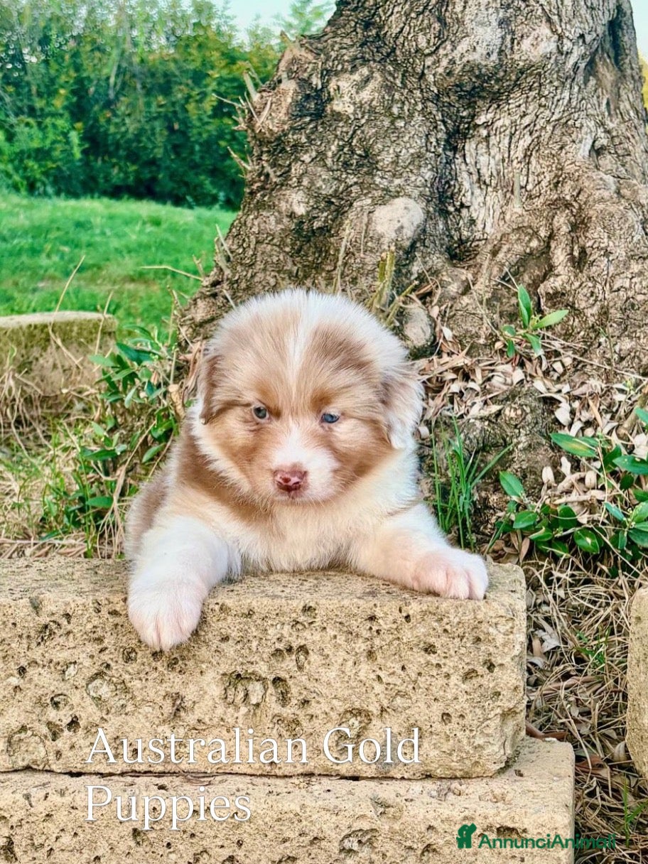 Australian Shepherd cani Pastore australiano cuccioli  - Annuncio 5