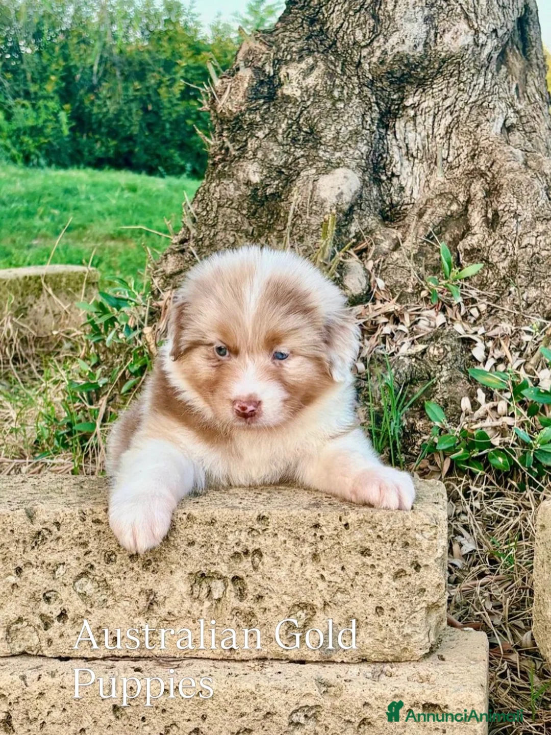 Australian Shepherd cani in vendita: Pastore australiano cuccioli  - Annuncio 1