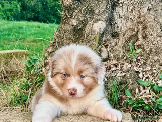 Australian Shepherd cani Pastore australiano cuccioli - Annuncio 5