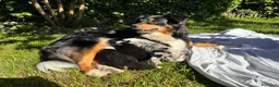 Australian Shepherd cani in vendita: cuccioli pastore australiano - Annuncio 1