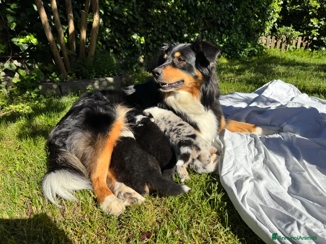 Australian Shepherd cani in vendita: cuccioli pastore australiano - Annuncio 1