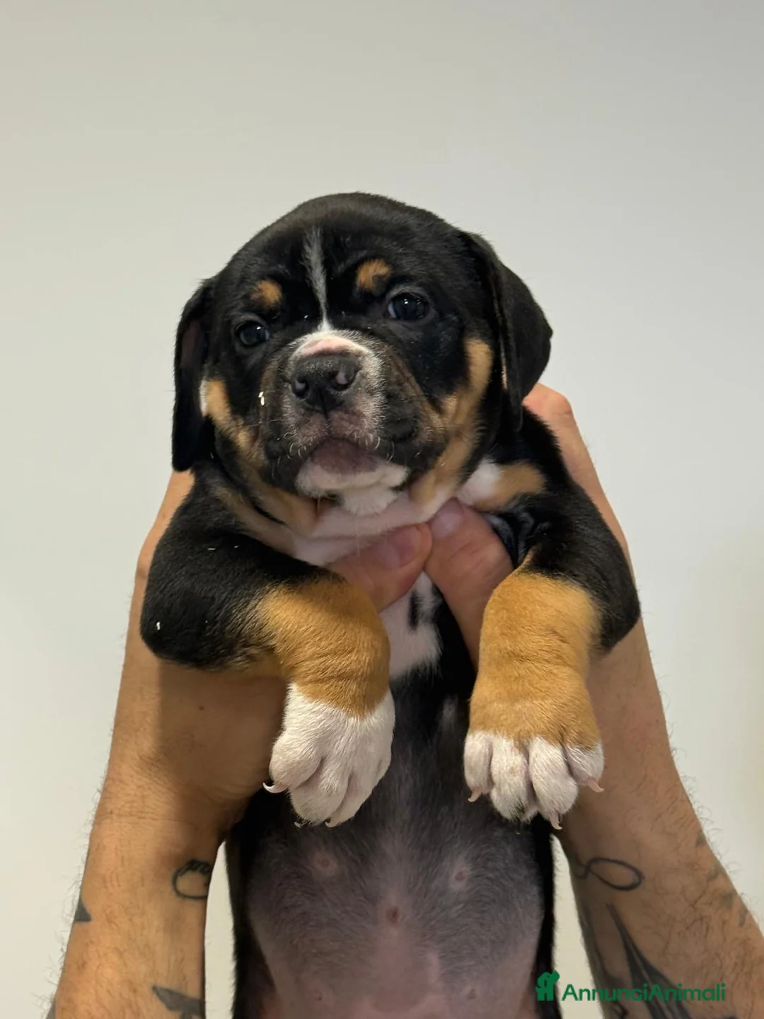 American Bully cani in vendita: CUCCIOLI AMERICA BULLY  - Annuncio 7