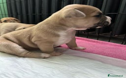 American Staffordshire cani in vendita: Cuccioli amstaff pitbull a Provincia del Verbano-Cusio-Ossola - Immagine 14