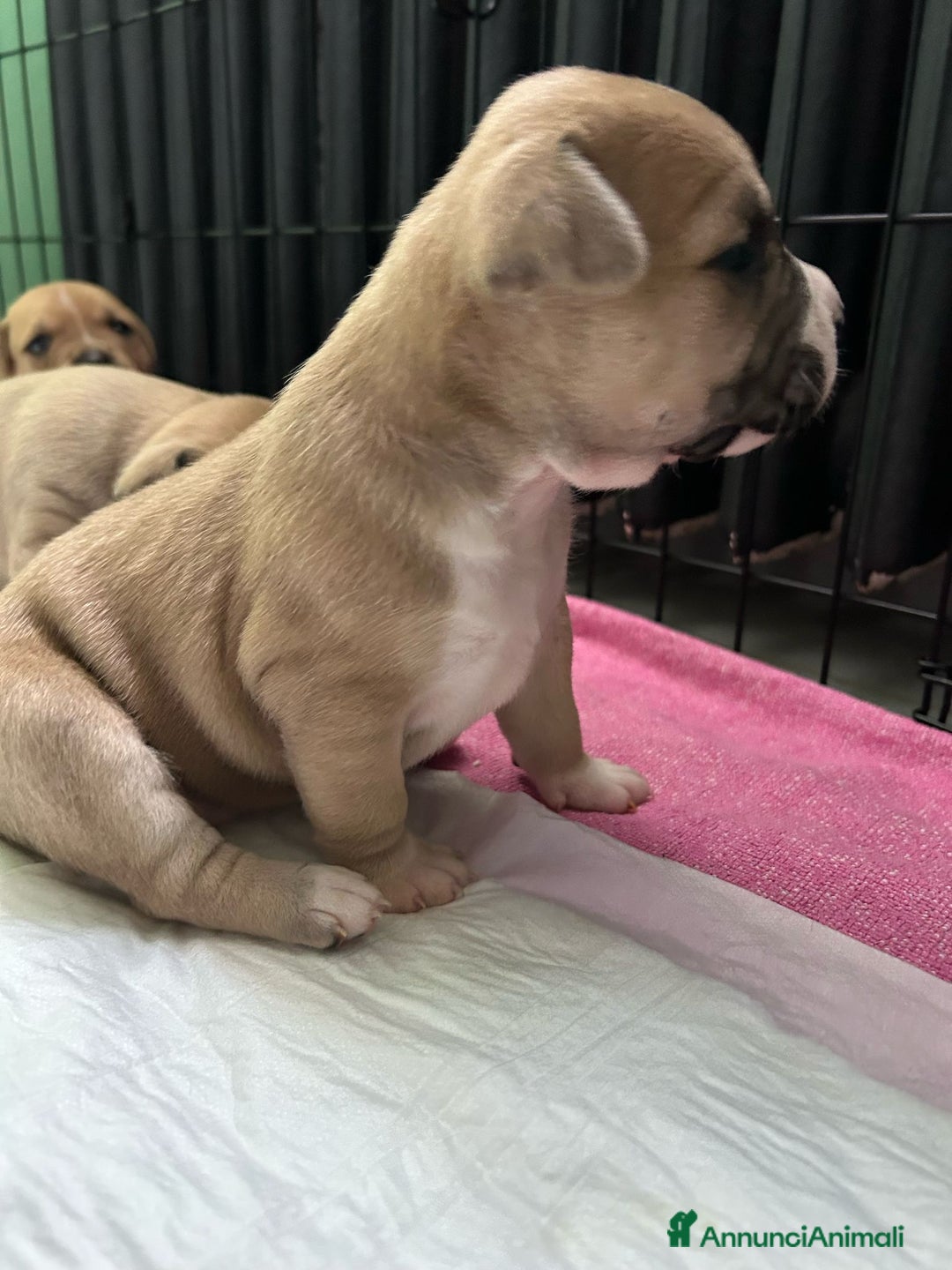 American Staffordshire cani in vendita: Cuccioli amstaff pitbull a Provincia del Verbano-Cusio-Ossola - Immagine 14