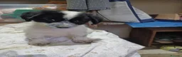 Meticcio cani in regalo: DUPLO - Annuncio 1