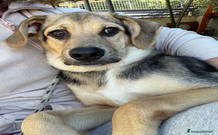 Meticcio cani - Annuncio 11