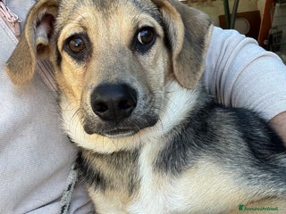 Meticcio cani Mocaccino cucciolo taglia media in canile - Annuncio 31