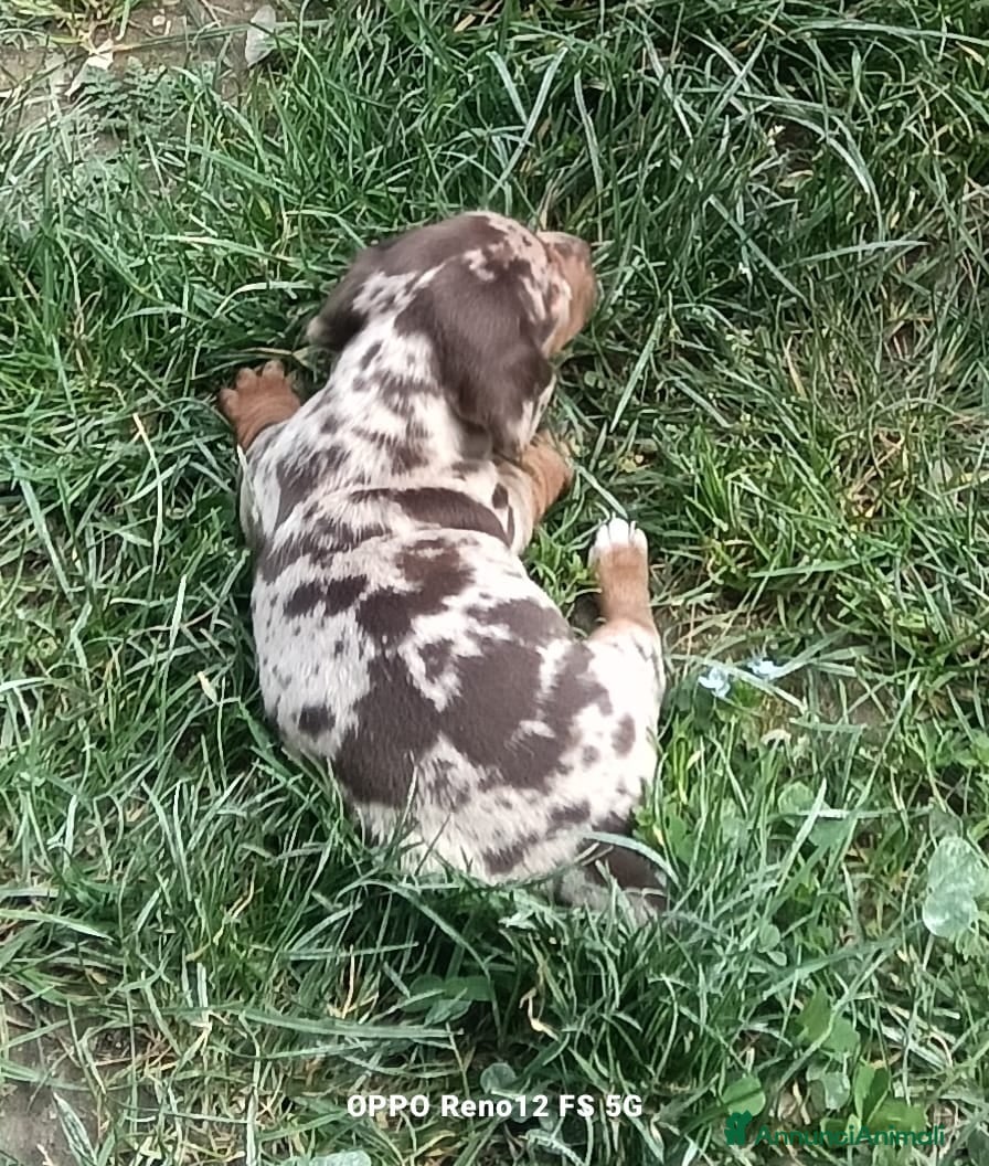 Bassotto cani Bassotti in provincia di bs - Annuncio 2