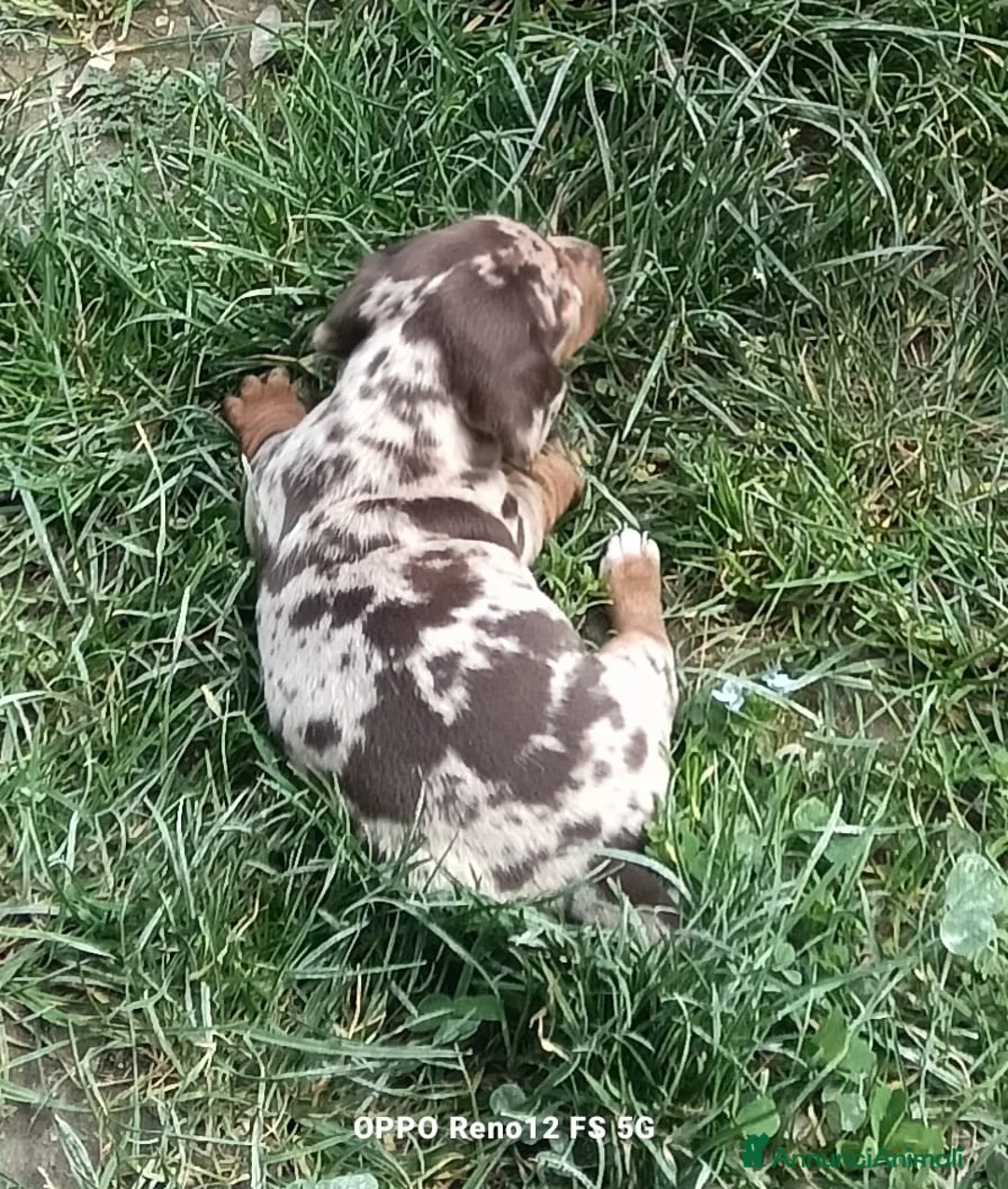 Bassotto cani in vendita: Bassotti in provincia di bs - Annuncio 2