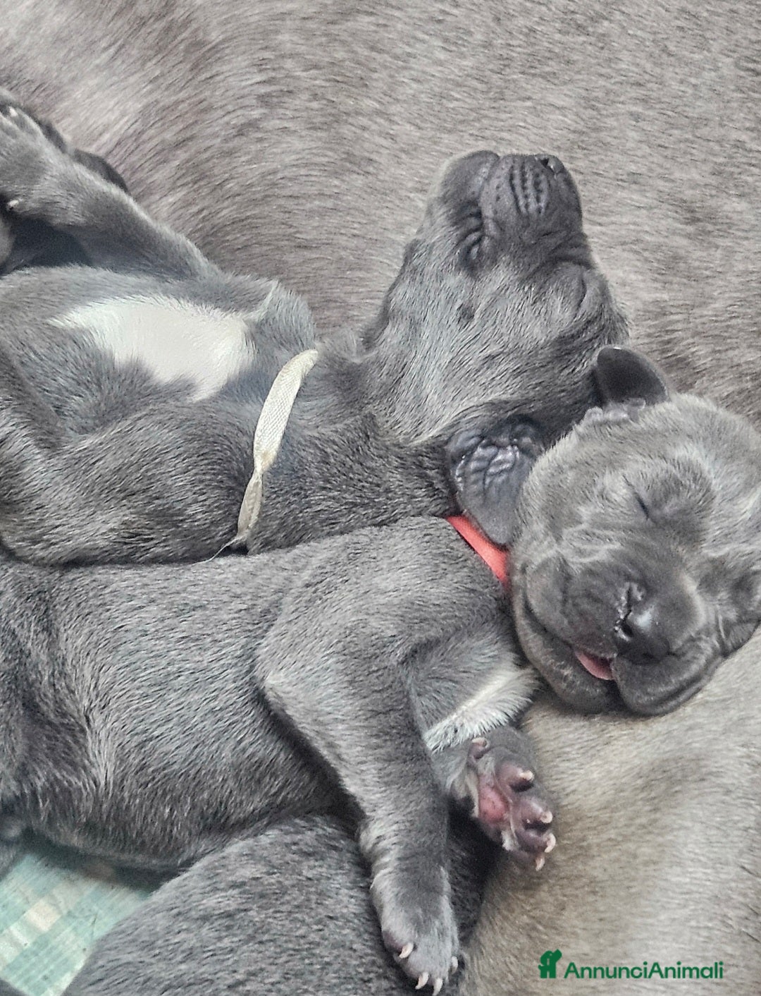 Alano cani in vendita: Cuccioli di alano blu da Allevamento Riconosciuto  - Annuncio 4