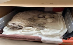 Ragdoll gatti in vendita: Cuccioli ragdoll disponibili  a Provincia di Como - Immagine 9