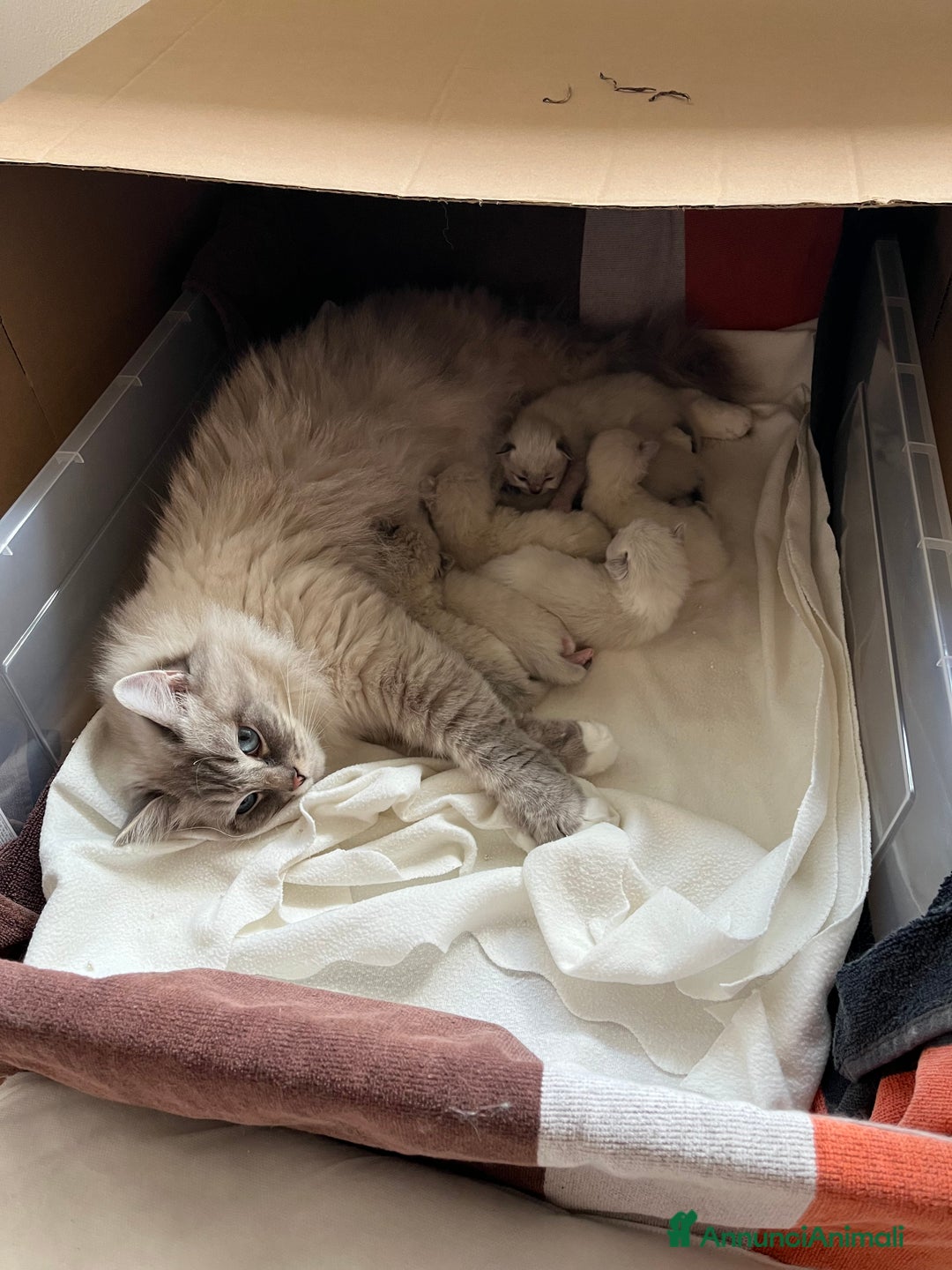 Ragdoll gatti in vendita: Cuccioli ragdoll disponibili  a Provincia di Como - Immagine 9